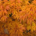 Picture of Acer Shishigashira H/W