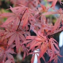 Picture of Acer Skeeters Broom