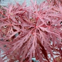 Picture of Acer Stella Rossa H/W