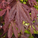 Picture of Acer Suminagashi