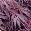 Picture of Acer Tamukeyama
