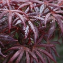 Picture of Acer Trompenburg