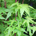 Picture of Acer Ueno Yama M/L