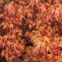 Picture of Acer Ueno Yama