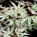 Picture of Acer Ukigumo 