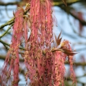 Picture of Acer Violaceum