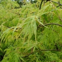 Picture of Acer Viridis H/W