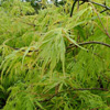 Picture of Acer Viridis