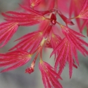 Picture of Acer Wilsons Pink Dwarf