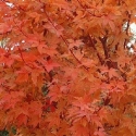 Picture of Acer Winter Flame H/W