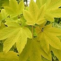 Picture of Acer Worleei
