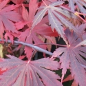 Picture of Acer Yasemin