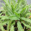 Picture of Achillea Anthea Lemon