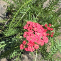 Picture of Achillea Summer Sun