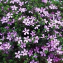 Picture of Acmadenia Star Blush