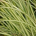 Picture of Acorus G Variegata
