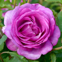 Picture of Adorable-Rose