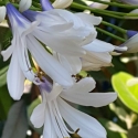 Picture of Agapanthus Blue Ice