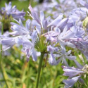 Picture of Agapanthus Gayles Lilac