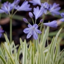 Picture of Agapanthus Golden drop