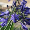 Picture of Agapanthus Lapis