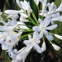 Picture of Agapanthus Pavlova