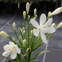 Picture of Agapanthus Snowball