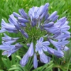 Picture of Agapanthus Streamline