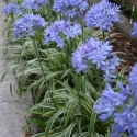 Picture of Agapanthus Thunderstorm