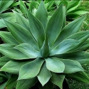 Picture of Agave Attenuata