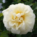 Picture of Agnes-Rose