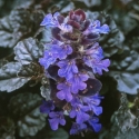 Picture of Ajuga Black Scallop