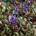 Picture of Ajuga Blueberry Muffin