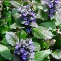 Picture of Ajuga Catlins Giant