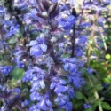 Picture of Ajuga Jungle Beauty