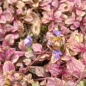 Picture of Ajuga Pink Beauty