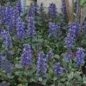 Picture of Ajuga Reptans