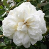 Picture of Alberic Barbier Std 1.8m-Rose