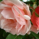 Picture of Albertine Clg-Rose