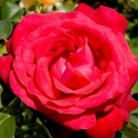 Picture of Alecs Red-Rose