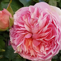 Picture of Ali Mau Std 80cm-Rose