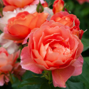 Picture of Allison Scott-Rose