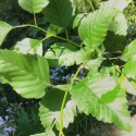 Picture of Alnus Rubra