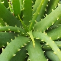 Picture of Aloe Hedgehog