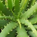 Aloe Hedgehog Picture of Aloe Hedgehog