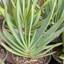 Picture of Aloe Plicatilis