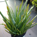 Picture of Aloe Vera