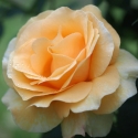 Picture of Aloha (Yellow)-Rose