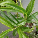 Picture of Alpinia Calcarata Hybrid