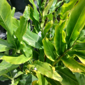 Picture of Alpinia Nutans